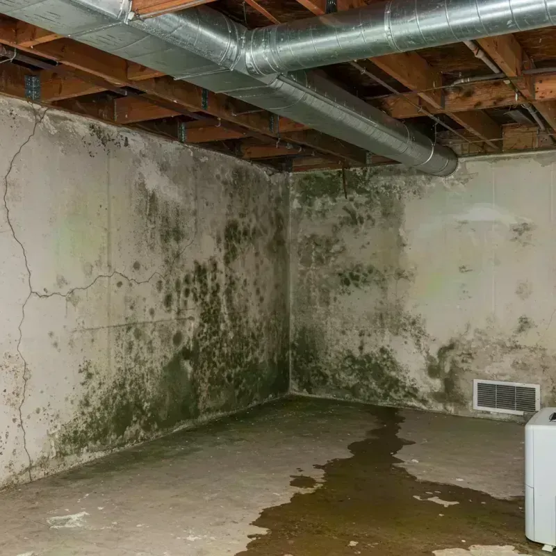 Professional Mold Removal in Villa Ridge, MO